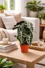 Alocasia Polly 35 cm - tropická rastlina slonie ucho, Náhľad obrázku produktu 3