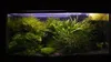 Ghiaia per acquario bazaltica nera 3-5 mm, fondo naturale Anteprima dell’immagine prodotto 5