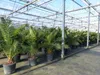XXL 230 cm Phoenix canariensis, kanarische Dattelpalme Ø Produktbild-Vorschau 6