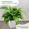 A green plant in a white pot against a brick wall and wooden floor background. Anteprima dell’immagine prodotto
