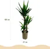 BoutiQ vert - Plante d'intérieur - Yucca elephantipes - Voir les images du produit 3