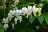 Stauden Gänge 1 x Dicentra spectabilis 'Alba' -  Weißes Produktbild-Vorschau 4