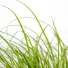 Bloomique - Zestaw 3 szt. - Cyperus Zumula - Trawa dla Podgląd zdjęcia produktu 3