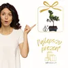 Podocarpus bonsai P15 S z nożyczkami do bonsai Podgląd zdjęcia produktu 3