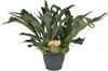 Geweihfarn Platycerium bifurcatum Hirschgeweihfarn Ø21cm Produktbild-Vorschau 1