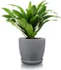 A potted plant in a gray ceramic pot with a saucer, isolated on a white background. Náhled obrázku produktu