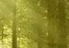 Leinwandbilder Waldlandschaft 200x100 cm Vlies Leinwandbild Produktbild-Vorschau 4