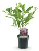 Green boutiQ - Heesters -  Magnolia Susan  - Bloemen Donker Voir les images du produit 2