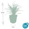 Půdopokryvná rostlina – liliovec – Liriope muscari 'Big Náhled obrázku produktu 3