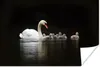 MuchoWow® Poster Vögel - Schwan - Küken 60x40 cm - Produktbild-Vorschau 1