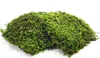BioFlat Terrariummoos 500g - Naturel et sans substances Voir les images du produit 4