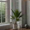 Mexikanische Fächerpalme - 2 Stk - Washingtonia robusta - Produktbild-Vorschau 5