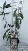 Prunus serrula - Ciliegio mogano. 60-80 cm - In contenitore Anteprima dell’immagine prodotto 2