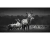 Giclée Leinwandbild Herd Of Deer 100x50 cm Produktbild-Vorschau 1