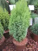 Chamaecyparis lawsoniana Ellwoods Gold - Gelbe Produktbild-Vorschau 1