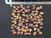 Fiore di pavone rosa (Caesalpinia pulcherrima 'Rosea')  - Anteprima dell’immagine prodotto 3