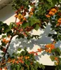 Apricot tree branches laden with ripe apricots against a white wall with shadows. Produktbild-Vorschau