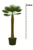 Palme Trachycarpus Fortunei – Hanfpalme Höhe ca. 160 cm, Produktbild-Vorschau 2