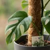 Monstera Minima am Moosstab 90cm Fensterblatt Zimmerpflanze Produktbild-Vorschau 4