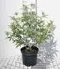 Vitex agnus-castus - Poivre de moine 30- 40 cm - Conteneur Voir les images du produit 1