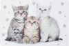 8-tlg. Set Platzset Tiere mit Hunden und Katzen - 43,5 x Produktbild-Vorschau 6