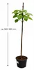 Blauglockenbaum 180 cm Paulownia tomentosa Kaiserbaum Produktbild-Vorschau 5