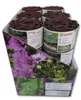 A display box filled with rolled-up brown lawn edging products, featuring a large floral print on the front. Produktbild-Vorschau