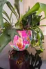 Collezione TS - Blumentopf Fiesta fucsia - 24x21 Anteprima dell’immagine prodotto 4
