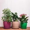 Three potted plants on a wooden surface against a white paneled wall. Podgląd zdjęcia produktu
