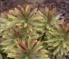 3 x Euphorbia martinii 'Ascot Rainbow‘ ® (Wolfsmilch) - Produktbild-Vorschau 1