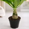 Hawaiipalme - Brighamia - Höhe ca. 40 cm, Topf-Ø 12 cm Produktbild-Vorschau 8