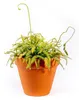Gardners Drosera mix, priemer 9 cm Náhľad obrázku produktu 3