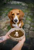 JOSERA High Protein Zeevis - droogvoer voor honden - 12,5 Productafbeelding-voorbeeld 4