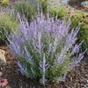 Bloomique - Zestaw 6 sztuk - Perovskia Blue Spire - Podgląd zdjęcia produktu 5