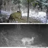 20 MP/1080P wildkamera, 0,3 s Ausloesegeschwindigkeit, Produktbild-Vorschau 6