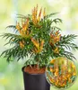 BALDUR Garten 1x Mahonie Volcano® (MYOY®), Pflanze im 2 Produktbild-Vorschau 1