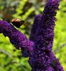 Sommerflieder ´BLACK KNIGHT´ 15-20 cm, Cont. 2,5 l Produktbild-Vorschau 5
