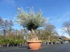 Olivenbaum in Bonsai-Schale, 190 - 210 cm knorrige urige Produktbild-Vorschau 9
