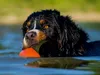 CALVENDO Puzzle Berner Sennenhund Javaro | 1000 Teile Produktbild-Vorschau 3