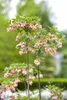 Glockenstrauch (Enkianthus campanulatus), wysokość 60-80 Podgląd zdjęcia produktu 6