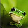 ARTland Glasbild Ausspähender Frosch Größe: 30x30 cm Produktbild-Vorschau 1