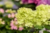 Hydrangea paniculata 'Little Lime', Rispenhortensie, Produktbild-Vorschau 12