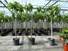 Feigenbaum 150-180 cm Obstbaum winterhart kräftiger Stamm, Produktbild-Vorschau 8