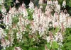 Stauden Gänge 3 x Tiarella wherryi - Schaumblüte - Der Produktbild-Vorschau 2
