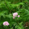 6 x Valériane - Valeriana officinalis | Pot 9cm x 9cm Voir les images du produit 2