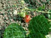 Vogelschutznetz Teichnetz Gartennetz Laubschutznetz Produktbild-Vorschau 4