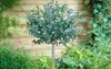 Toraf 10Pcs Eukalyptus Richtige Samen Immergrüner Baum Produktbild-Vorschau 14