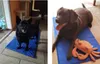 Two dogs on cooling mats. Produktbild-Vorschau