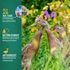 Agrarzone mangime per anatre in grani 20 kg Anteprima dell’immagine prodotto 4