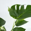 Plante à trous - Monstera deliciosa - Hauteur 70-80cm - Voir les images du produit 4